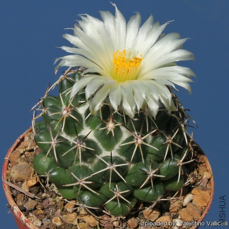 Coryphantha_maiz-tablasensis_9329_l.jpg
