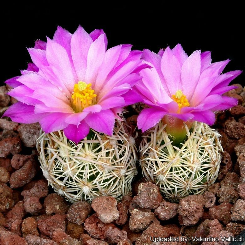 Coryphantha_minima_2708_l.jpg