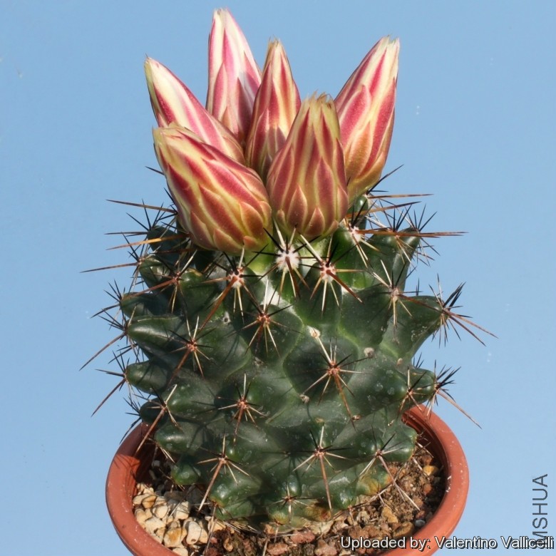 Coryphantha_ottonis_14621_l.jpg