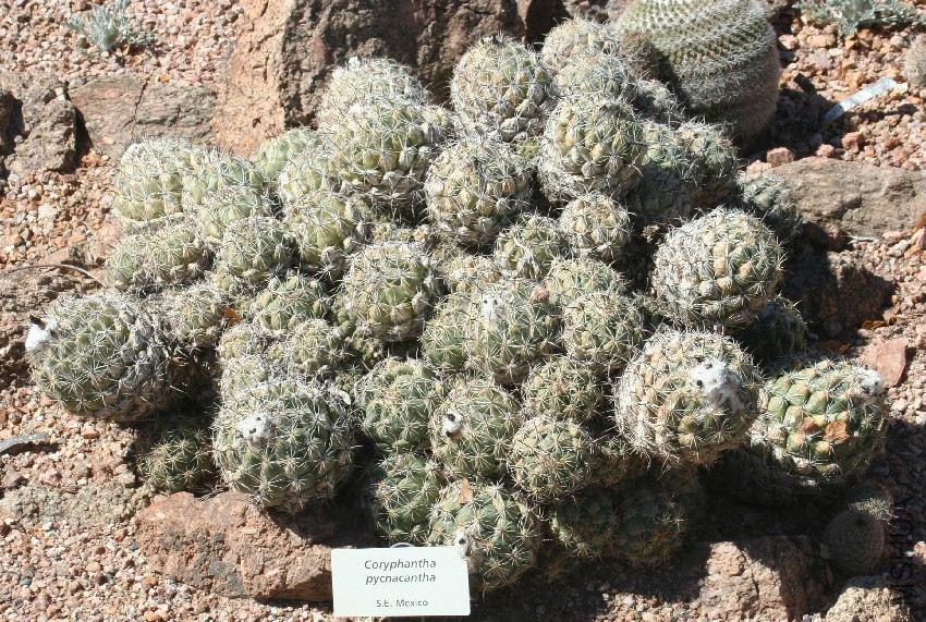Coryphantha_pycnacantha_-_Desert_Botanical_Garden.jpg