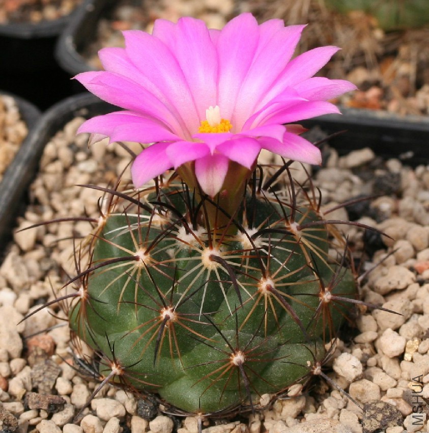 Coryphantha_ramillosa.jpg