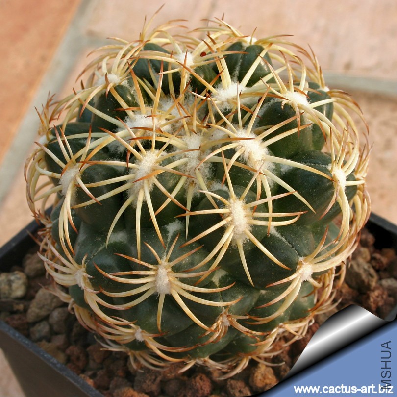 Coryphantha_retusa_sb544_810.jpg