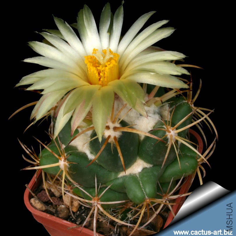 Coryphantha_sulcolanata_fl_810.jpg