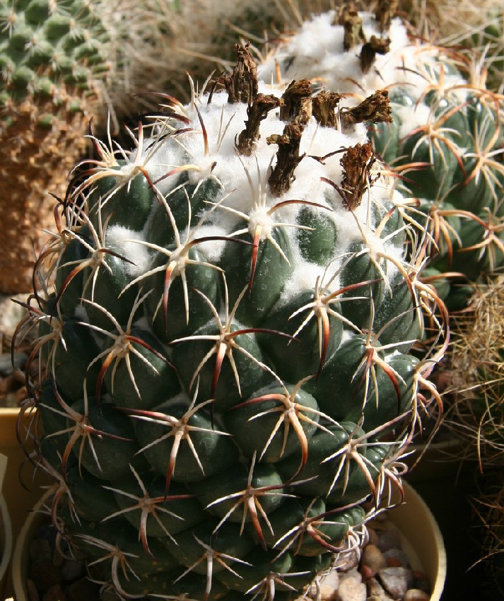 Coryphantha_tripugionacantha.jpg