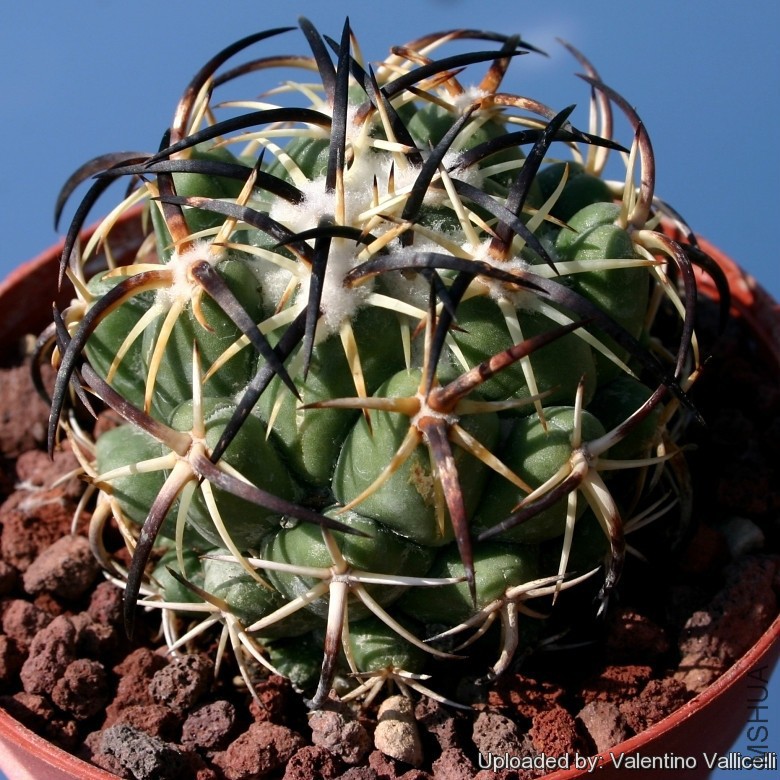 Coryphantha_tripugionacantha_4798_l.jpg