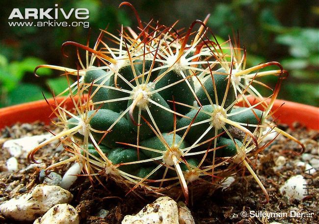 Coryphantha-hintoniorum.jpg