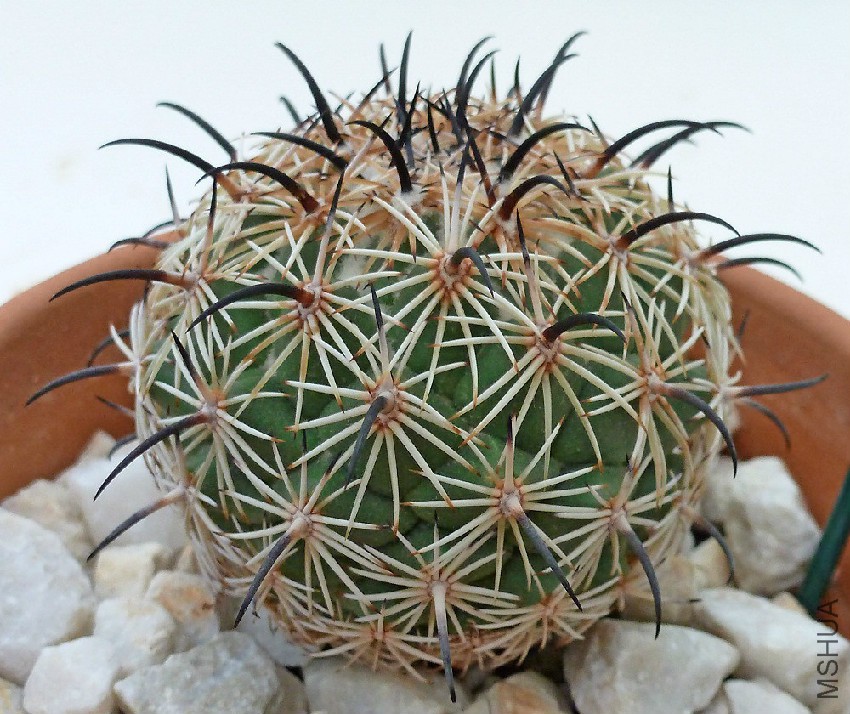coryphantha-palmeri-10-05-12-i2.jpg