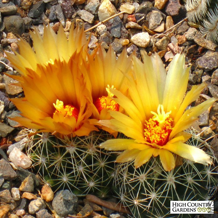 coryphantha-sulcata-hblv621.jpg