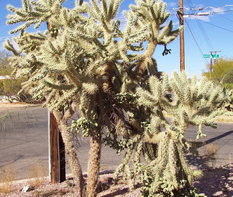 Cylindropuntia fulgida01.jpg