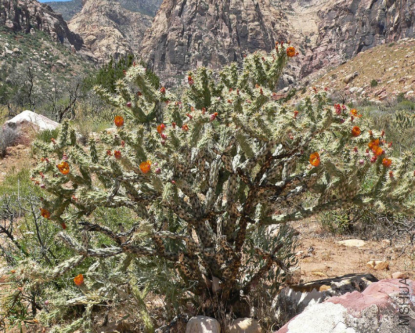 Cylindropuntia_acanthocarpa_var_coloradensis_9.jpg