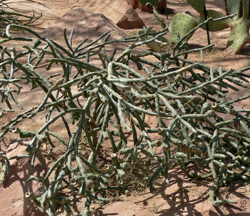 Cylindropuntia_arbuscula_1.jpg