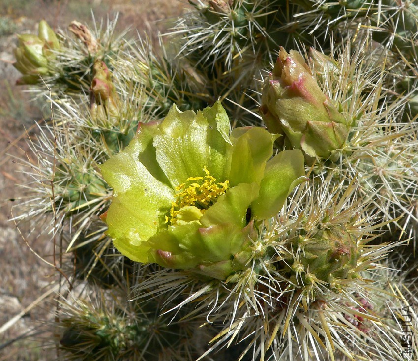 Cylindropuntia_echinocarpa_2.jpg