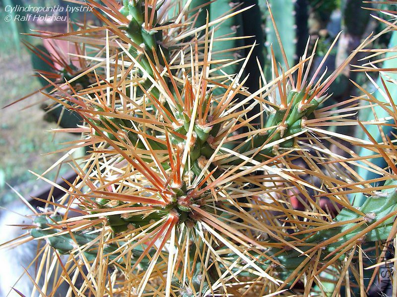 Cylindropuntia_hystrix_03.jpg