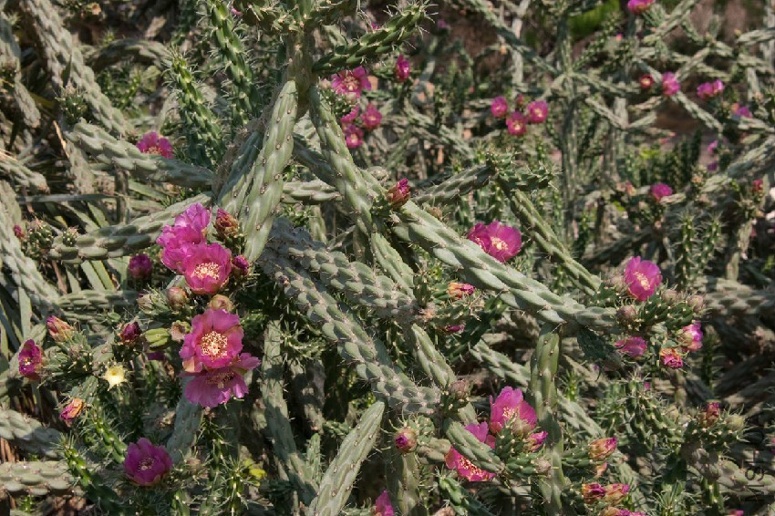 cylindropuntia_imbricata.jpg