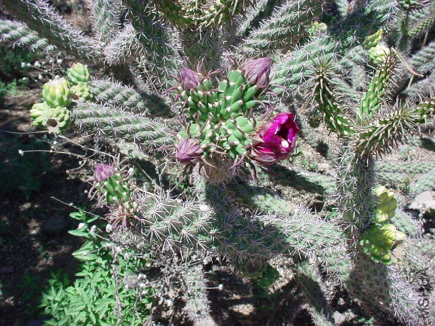 cylindropuntia_spinosior.jpg