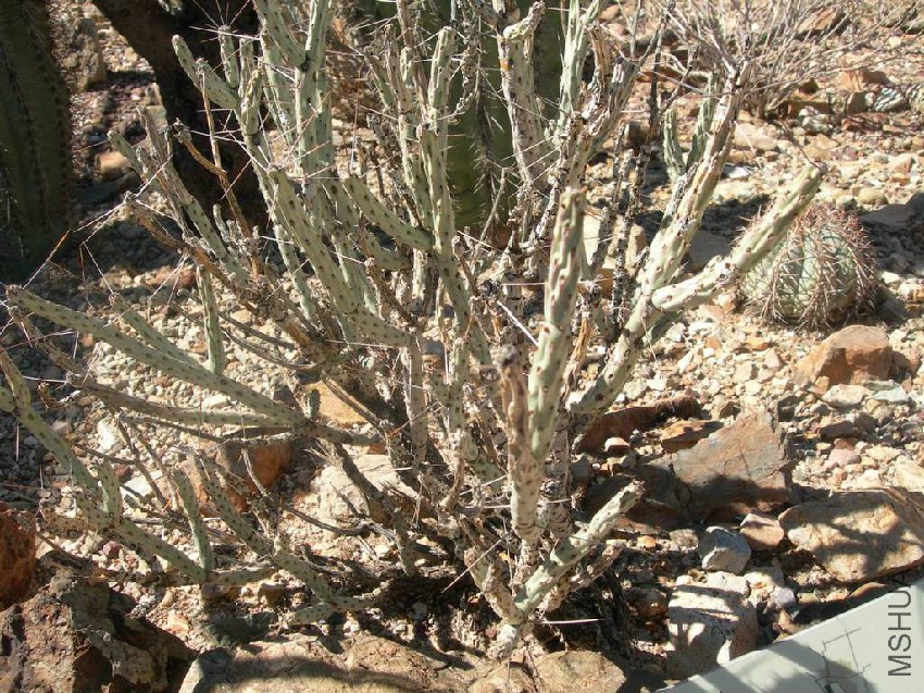 Cylindropuntia_tesajo-1.jpg