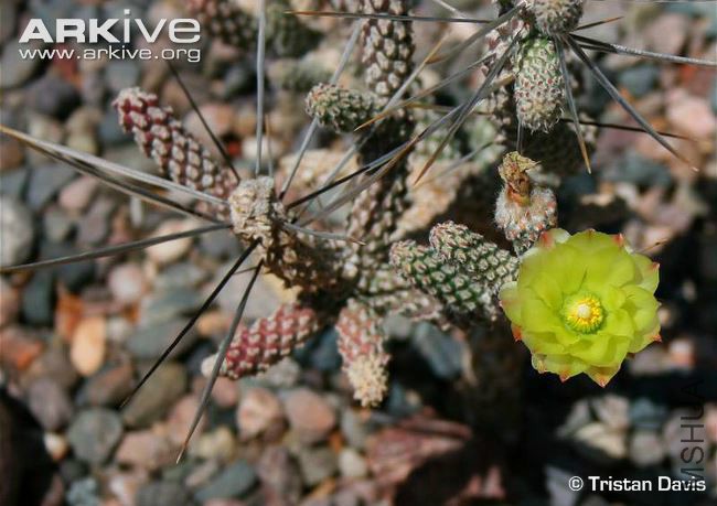 cylindropuntia-anteojoensis-in-flower.jpg