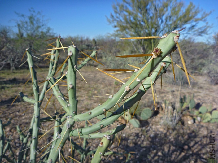 cylindropuntia-arbuscula1.jpg