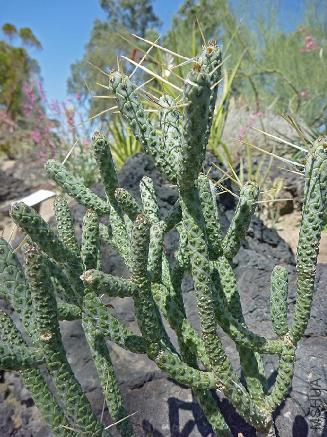 cylindropuntia-ramosissima3.jpg