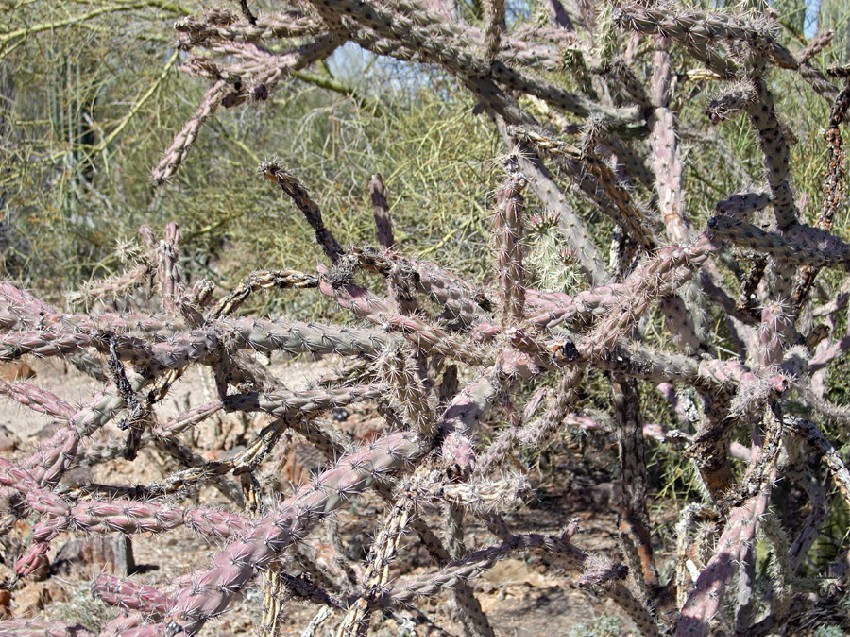 cylindropuntia-versicolor1.jpg