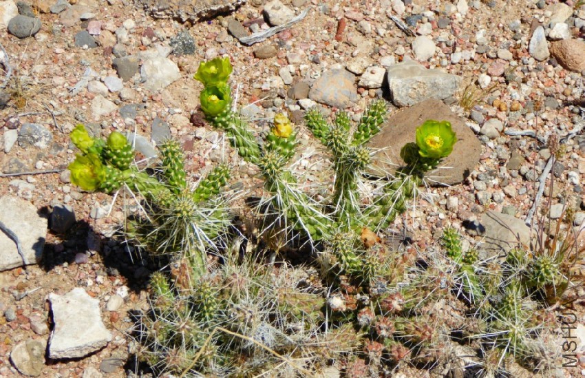cylindropuntia-whipplei-nancy2b.jpg