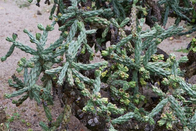 gdr-cylindropuntia-imbricata-06205.jpg
