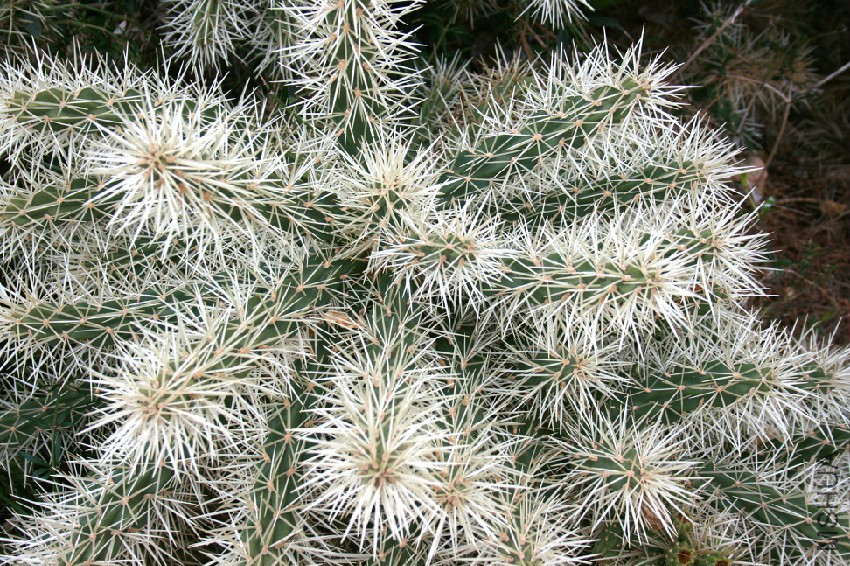 Ses_Salines_-_Botanicactus_-_Cylindropuntia_tunicata_03_ies.jpg