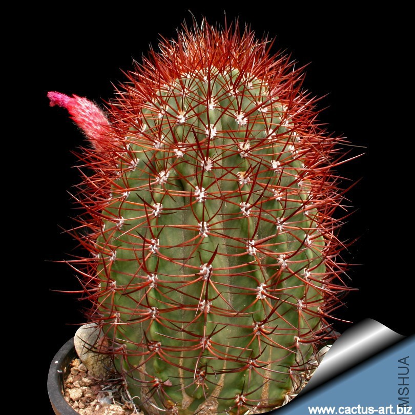 Denmoza_rodacantha_red_spines_810.jpg