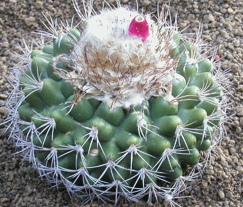 Discocactus Araneispinus.jpg