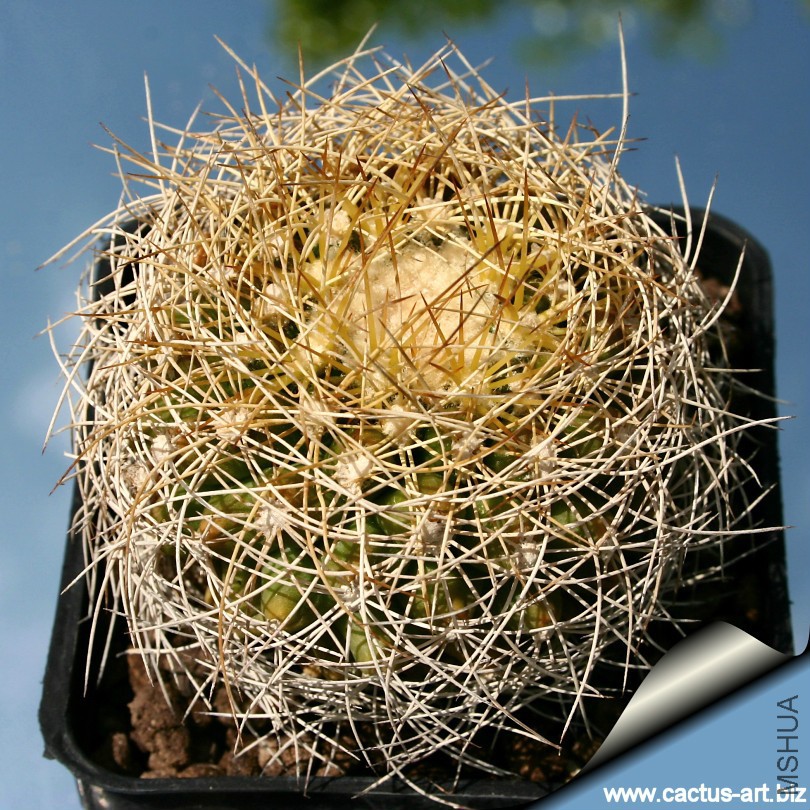 Discocactus_araneispinus_810.jpg