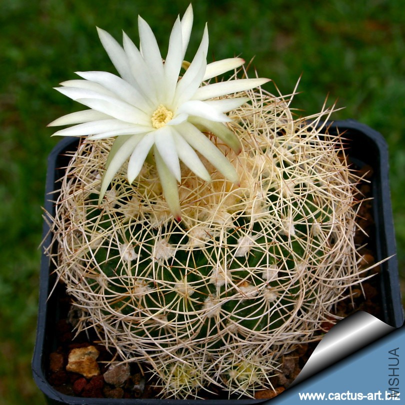 Discocactus_araneispinus_blooming_810.jpg