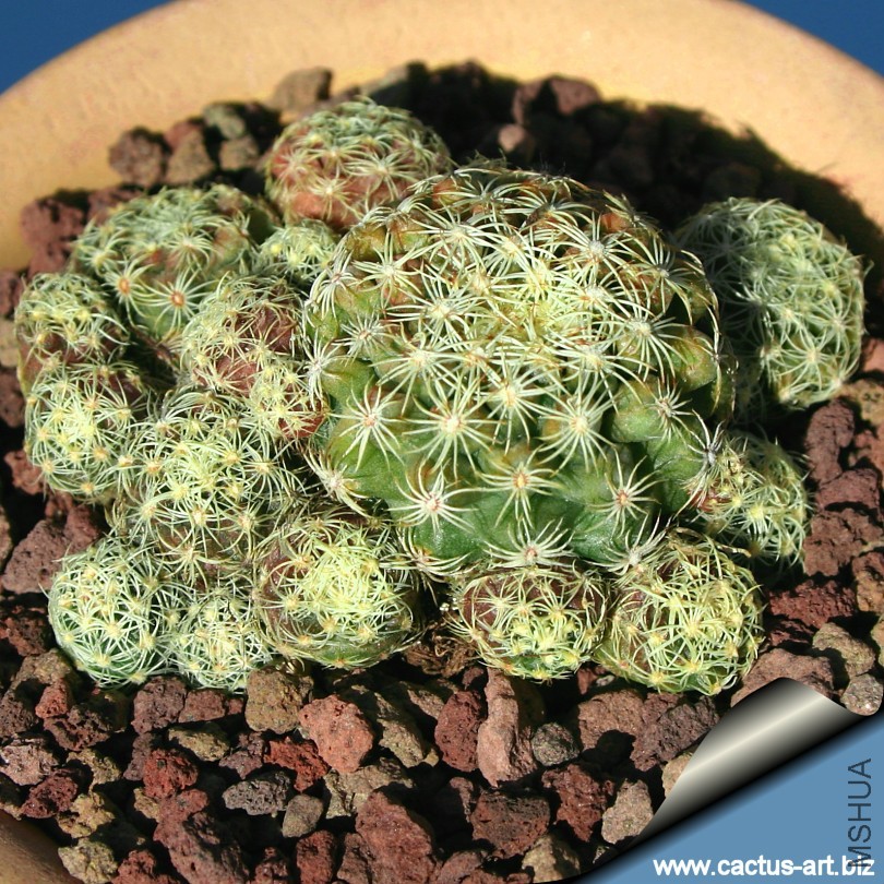 discocactus_buenekeri_pups_810.jpg