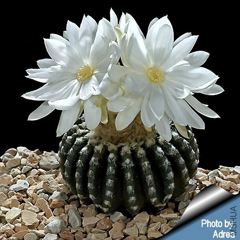 discocactus_horstii_andrea_810.jpg