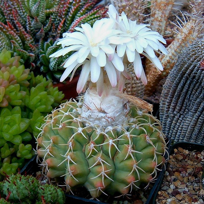Discocactus_magnimammus_simone_694.jpg