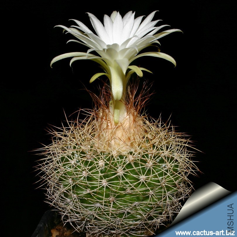 Discocactus_zehntneri_horstiorum_bloom_sd_810.jpg