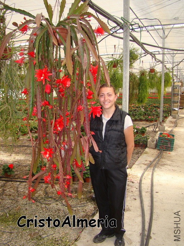 Disocactus ackermannii SUPER.jpg