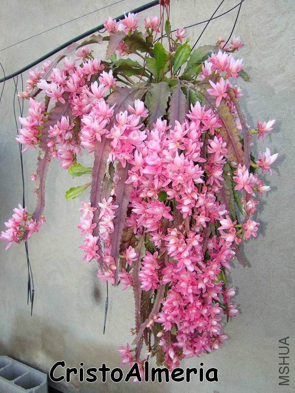 Disocactus phyllanthoides.jpg