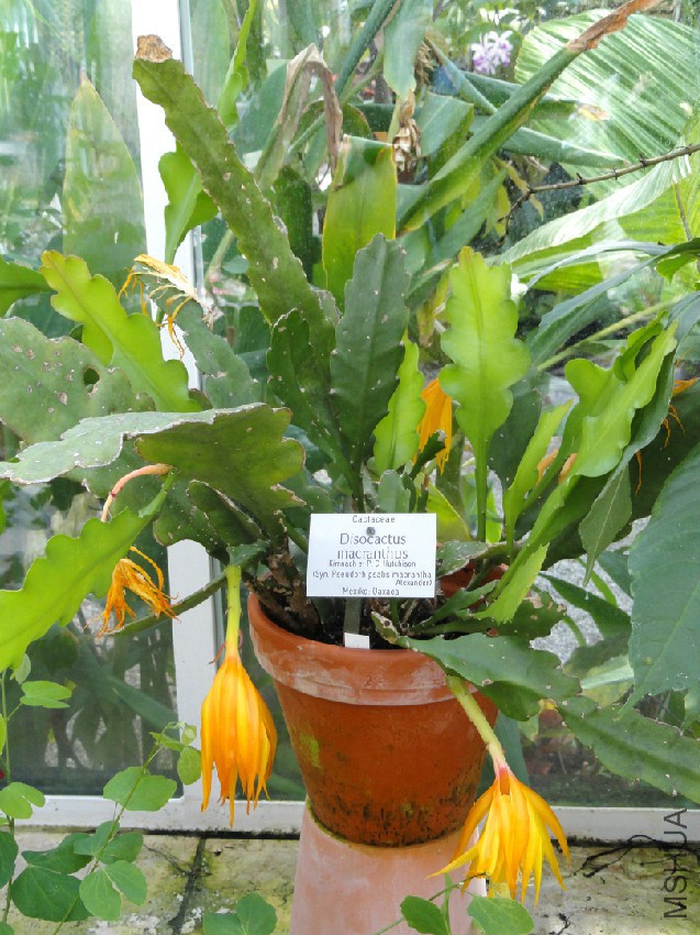 Disocactus_macranthus_-_Botanischer_Garten_M��nchen-Nymphenburg_-_DSC07919.jpg