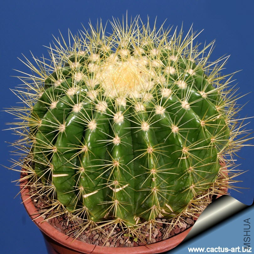Echinocactus_grusonii_setispinus_sky_810.jpg
