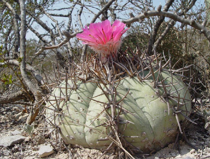 Echinocactus_horizonthalonius_1_big.jpg