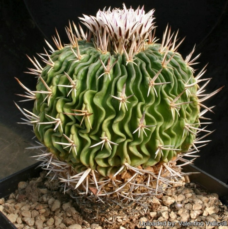 Echinocactus_pentacanthus_13982_l.jpg