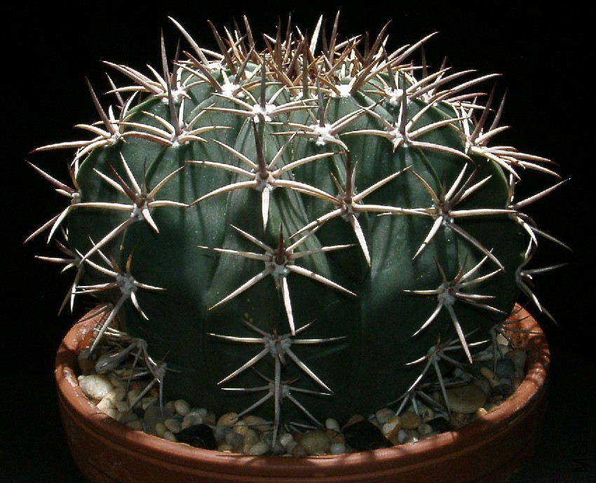 Echinocactus_platyacanthus9.jpg