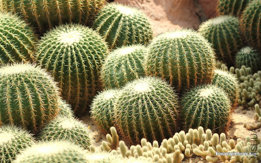 echinocactus-grusonii.jpg