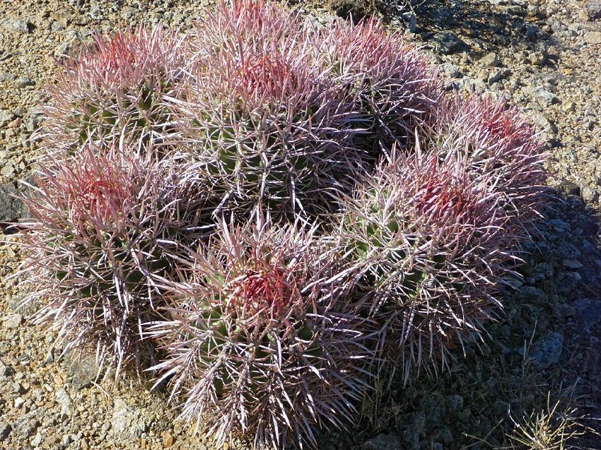 ferocactus-polycephalus.jpg