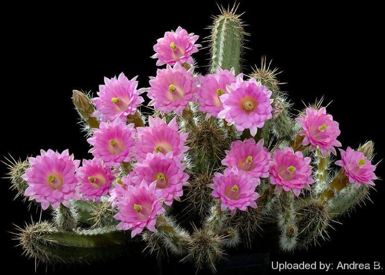 Cereus_scheeri_2786_l.jpg