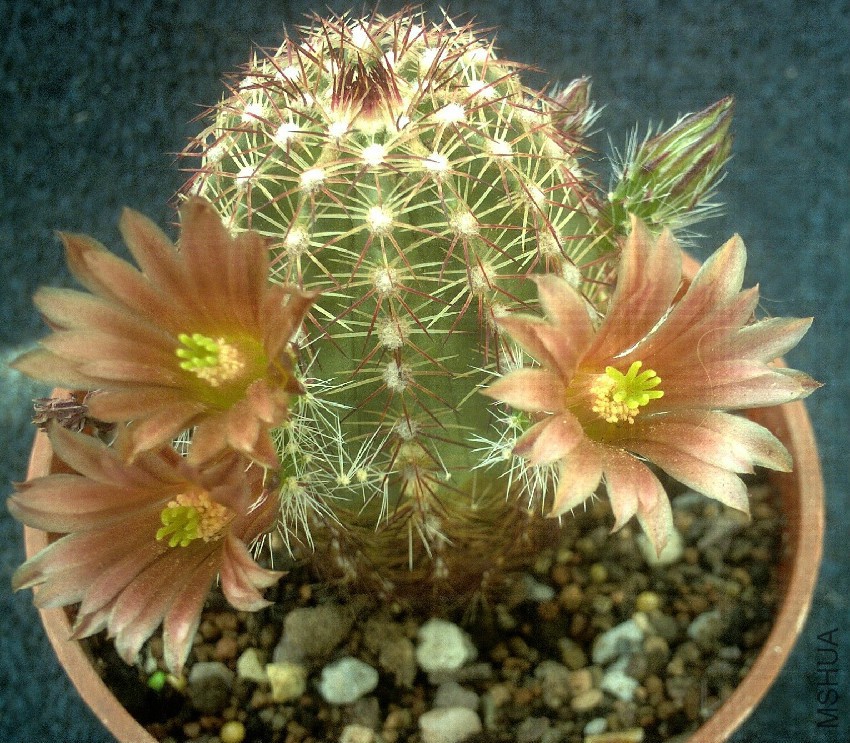 Echinocereus Chloranthus V Cylindricus SB378.jpg