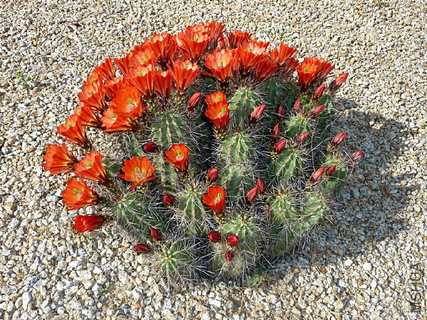 Echinocereus coccineus.jpg
