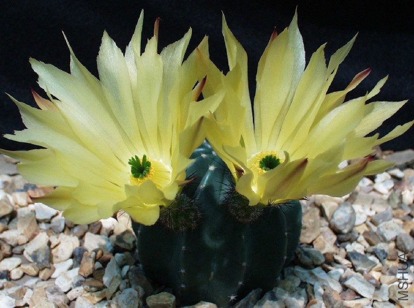 Echinocereus Luteus.jpg