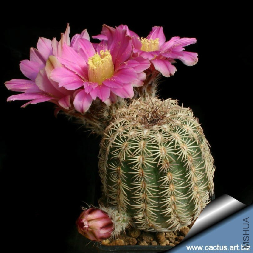 Echinocereus_adustus_810.jpg