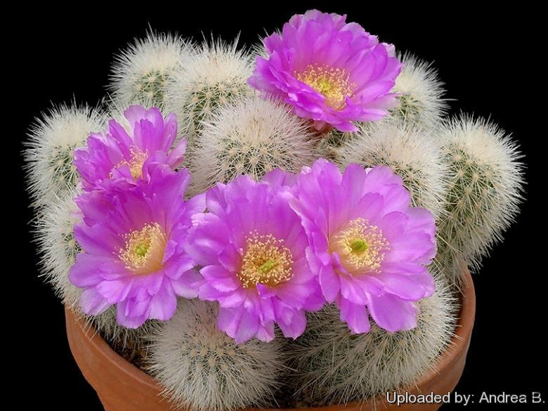 Echinocereus_albatus_609_l.jpg